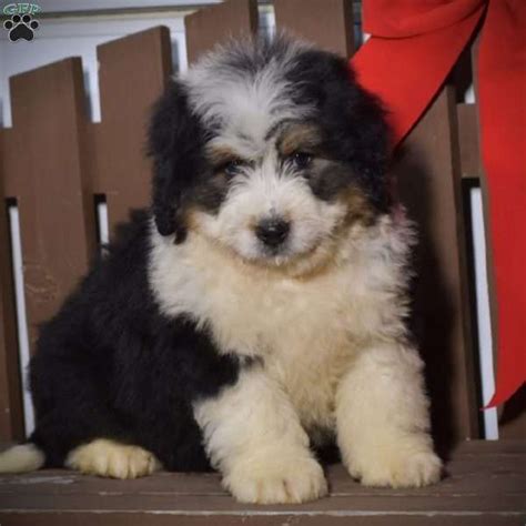 Mini Bernedoodle Puppies For Sale In Pennsylvania